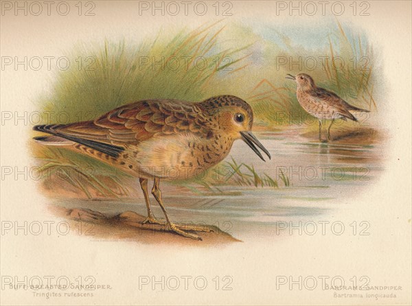 'Buff-Breasted Sandpiper (Tringites rufescns), Bartram's Sandpiper (Bartramia longicauda)', 1900, (1 Artist: Charles Whymper.