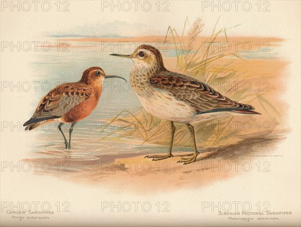 'Curlew Sandpiper (Tringa subarquata), Siberian Pectoral Sandpiper (Heteropygia acuminata)', 1900, ( Artist: Charles Whymper.