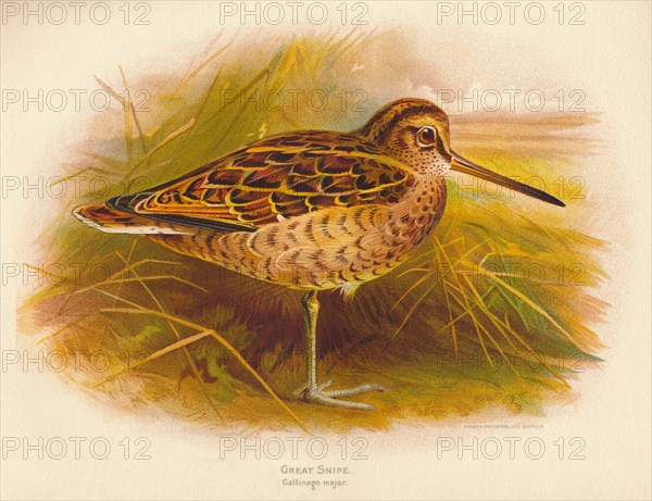 'Great Snipe (Gallinago major)', 1900, (1900). Artist: Charles Whymper.