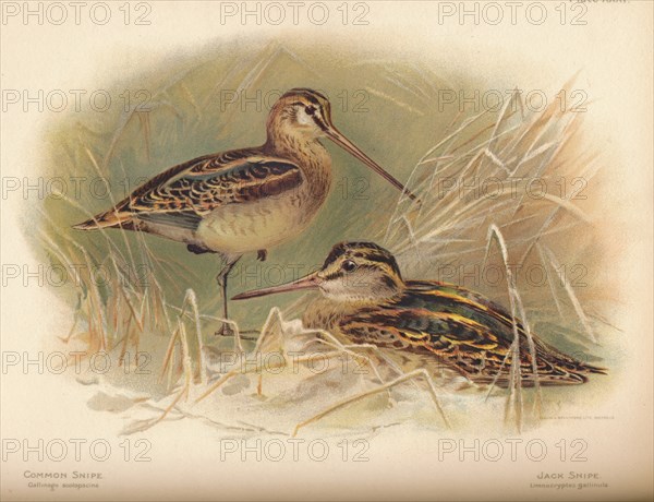 'Common Snipe (Gallinago scolopacina), Jack Snipe (Limnocryptes gallinula)', 1900, (1900). Artist: Charles Whymper.