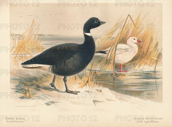 'Brent Goose (Branta bernicla), Lesser Snow Goose (Chen hyperboreus)', 1900, (1900). Artist: Charles Whymper.