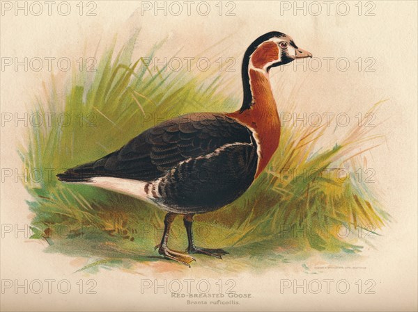 'Red-Breasted Goose (Branta ruficollis)', 1900, (1900). Artist: Charles Whymper.