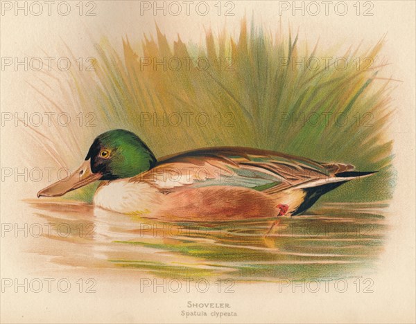 'Shoveler (Spatula clypeata)', 1900, (1900). Artist: Charles Whymper.