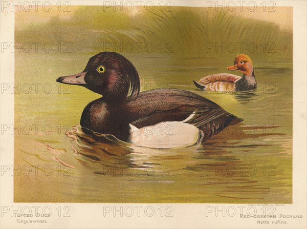 'Tufted Duck (Fuligata cristata), Red-Crested Pochard (Netta rufina)', 1900, (1900). Artist: Charles Whymper.