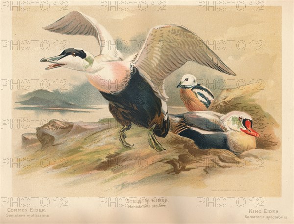 'Common Eider (Somateria mollissima), Steller's Eider (Heniconnetta stelleri), King Eider (Somateria Artist: Charles Whymper.