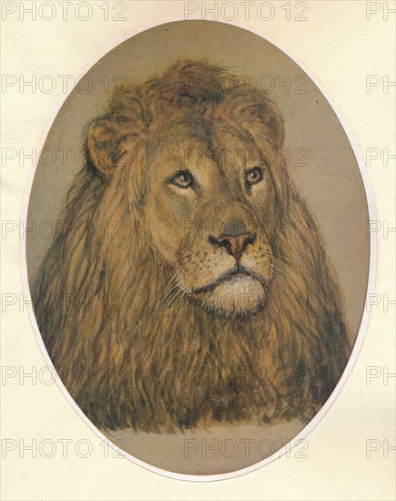 'Lion's Head', c1896. Artist: Frank Paton.