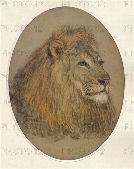 'Lion's Head', c1896. Artist: Frank Paton.