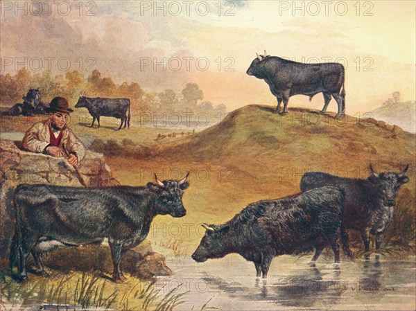 Kerry cattle, c1903 (c1910). Artist: WA Woods.