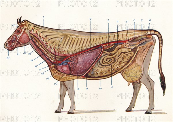 Median section of a cow, showing organs of circulation and respiration, etc, c1905 (c1910). Artist: Unknown.