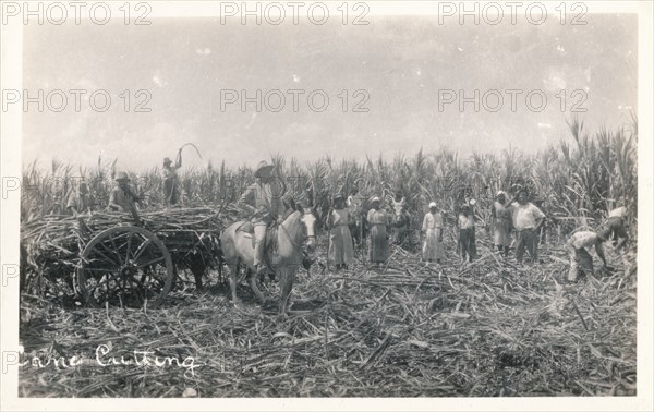 'Cane Cutting', c1930. Artist: Unknown.