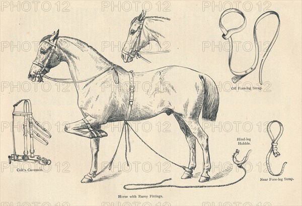 Horse with Rarey fittings, c1905 (c1910). Artist: Unknown.