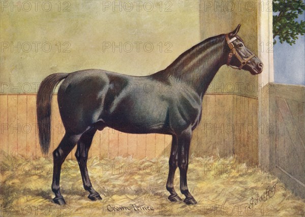 Yorkshire Coach Horse stallion Crown Prince, 1902 (c1910). Artist: Henry Powell Palfrey.