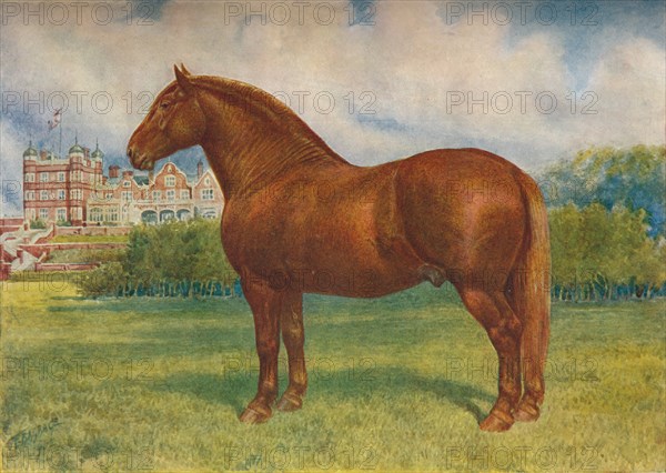 Suffolk sire Prince Wedgwood, c1902 (c1910). Artist: Frank Babbage.