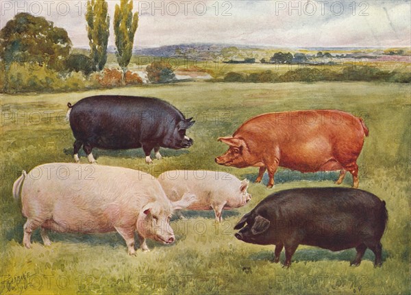 Breeds of pigs, c1902 (c1910). Artist: Frank Babbage.