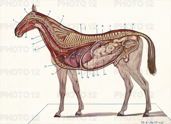 Vertical section of the body of a horse, c1907 (c1910). Artist: RE Holding.