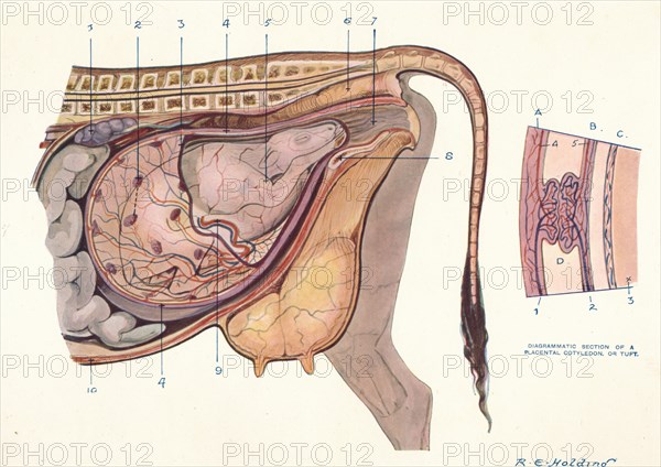 Section of the abdomen of a cow, showing foetus in normal position, c1905 (c1910). Artist: Unknown.