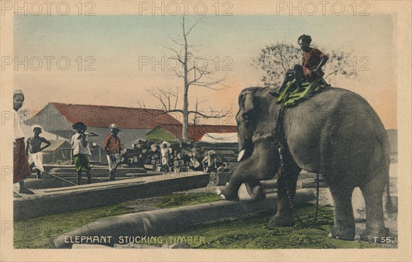 'Elephant Stucking Timber', c1900. Artist: Unknown.