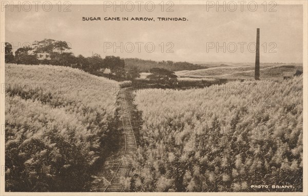 'Sugar Cane in Arrow Trinidad', c1900. Artist: Unknown.