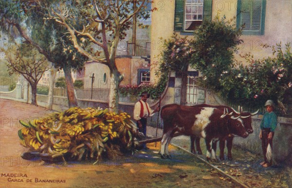 'Madeira - Carca De Bananeiras', c1940. Artist: Unknown.