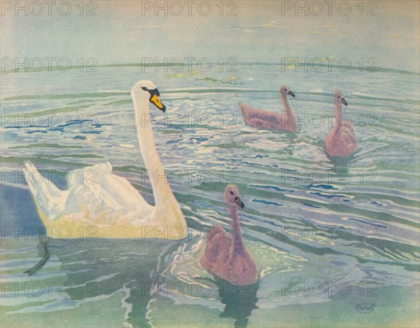 'Swan and Cygnets', 1911, (1928). Artist: William Giles.