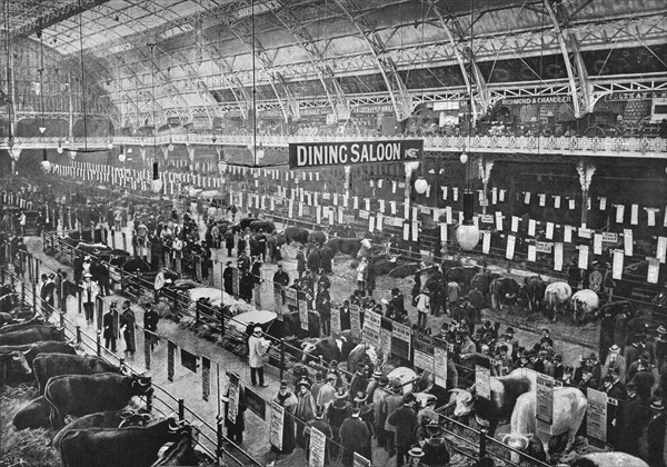 At the Smithfield Club cattle show, Agricultural Hall, Islington, London, 1902 (1903). Artist: Unknown.