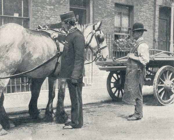 RSPCA inspector examining a horse, c1903 (1903). Artist: Unknown.