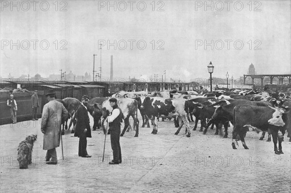 Detraining cattle, LNWR depot, York Road, London, c1903 (1903). Artist: Unknown.