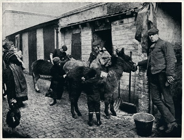 Grooming costers' donkeys, London, c1903 (1903). Artist: Unknown.