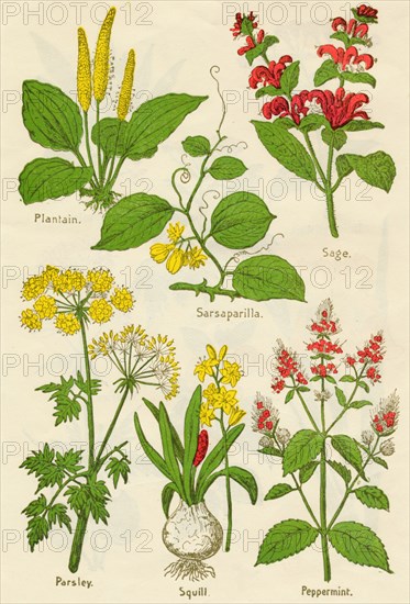 Flowers: Plantain, Sarsaparilla, Sage, Parsley, Squill, Peppermint, c1940. Artist: Unknown.