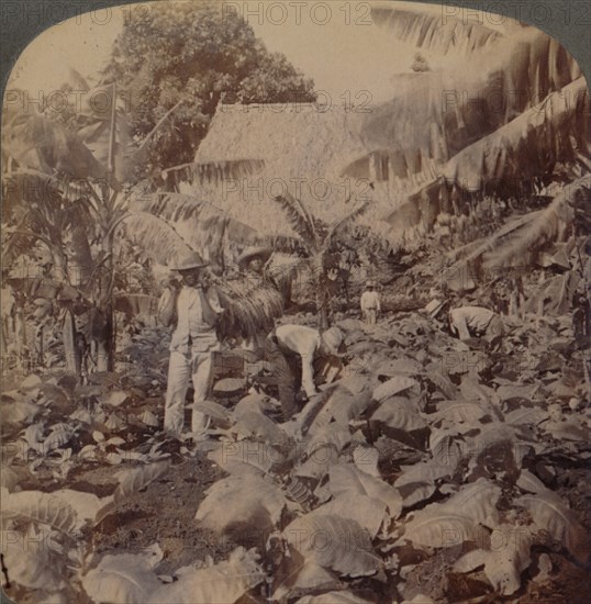 'Cutting Tobacco - A Typical Plantation - Province of Havana, Cuba', 1899. Artist: Works and Sun Sculpture Studios.