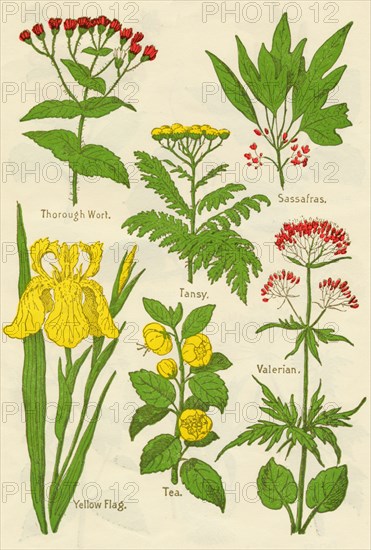 Flowers: Thorough Wort, Tansy, Sassafras, Valerian, Yellow Flag, Tea, Valerian, c1940. Artist: Unknown.