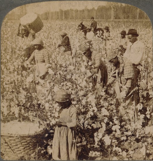 'Cotton is king - plantation scene with pickers at work. Georgia', c1900. Artist: Unknown.