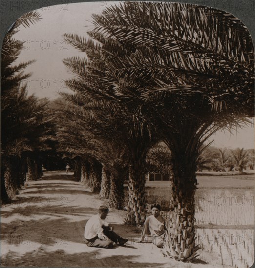 'Tropical beauty of an avenue of date palms, Moanalua near Honolulu, H. Is.' c1900. Artist: Unknown.