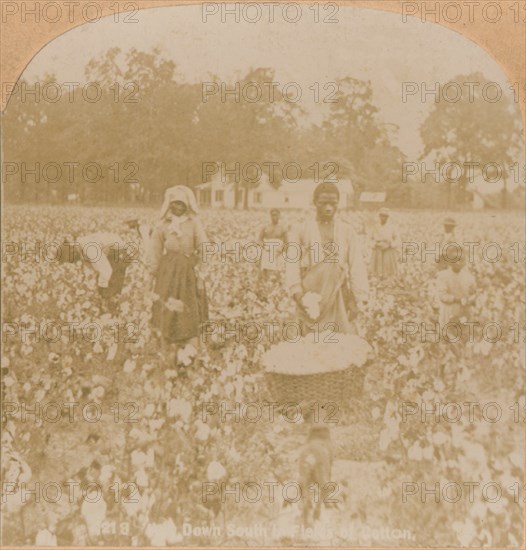 'Cotton-Picking.', c1900. Artist: Unknown.