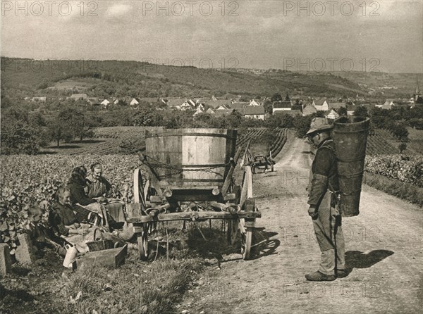 'Pfalz - Gathering grapes near Weisenheim', 1931. Artist: Kurt Hielscher.