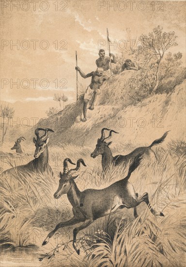 'The Hartebeest', c1880. Artist: Unknown.