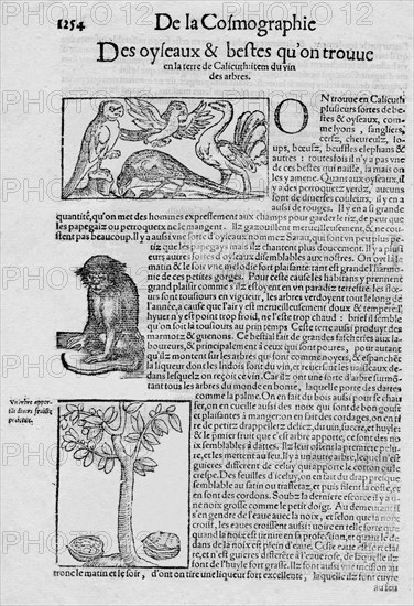 'De la Cosmographie Des oyseaux & bestes qu'on trouve en la terre de Calicuth: item du vin des arbre Artist: Unknown.
