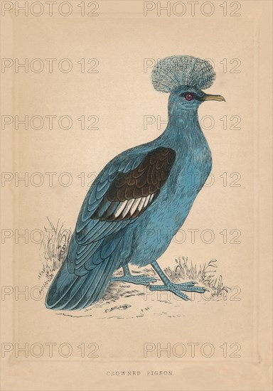 'Crowned Pigeon', (Goura), c1850, (1856). Artist: Unknown.