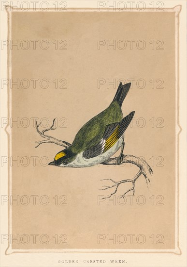 'Golden Crested Wren', (Regulus regulus), c1850, (1856). Artist: Unknown.