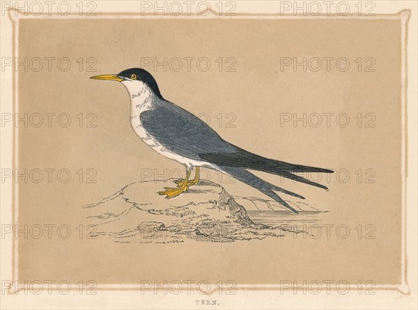 'Tern', (Sternidae), c1850, (1856). Artist: Unknown.
