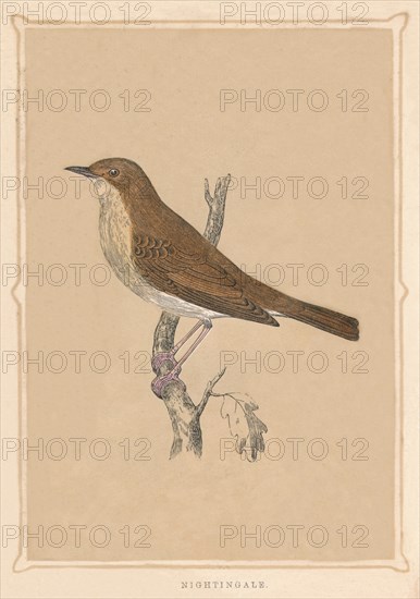 'Nightingale', (Luscinia megarhynchos), c1850, (1856). Artist: Unknown.