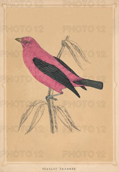 'Scarlet Tanager', (Piranga olivacea), c1850, (1856). Artist: Unknown.