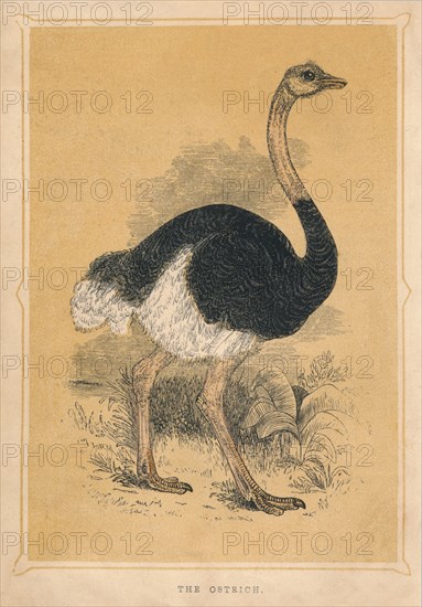 'The Ostrich', (Struthio camelus), c1850, (1856). Artist: Unknown.