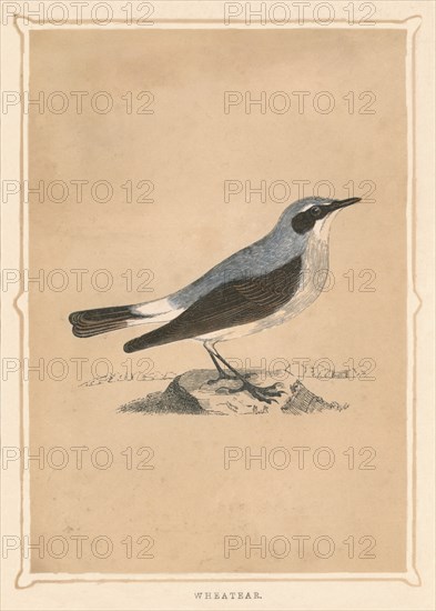 'Wheatear', (Oenanthe), c1850, (1856). Artist: Unknown.