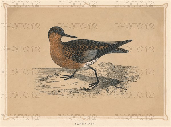 'Sandpiper', (Scolopacidae), c1850, (1856). Artist: Unknown.