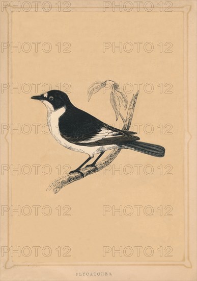 'Flycatcher', (Muscicapidae), c1850, (1856). Artist: Unknown.