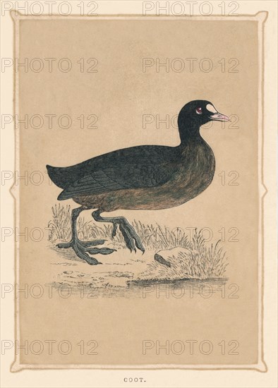 'Coot', (Fulica), c1850, (1856). Artist: Unknown.