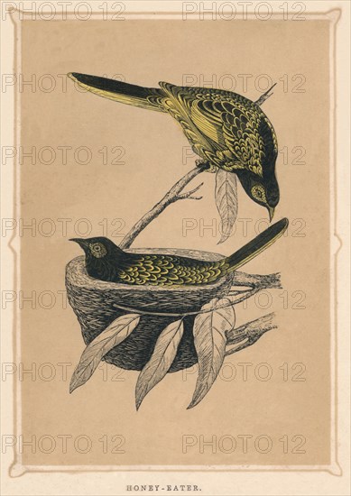 'Honey-Eater', (Meliphagidae), c1850, (1856). Artist: Unknown.