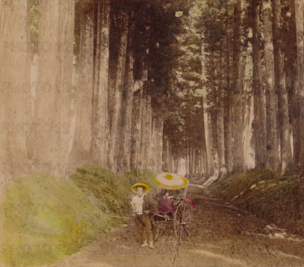 'Avenue of Cryptomerias, Nikko, Japan', 1896. Artist: Unknown.