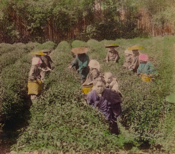 'Picking the famous Uji Tea near Tokyo, Japan', 1896. Artist: Unknown.